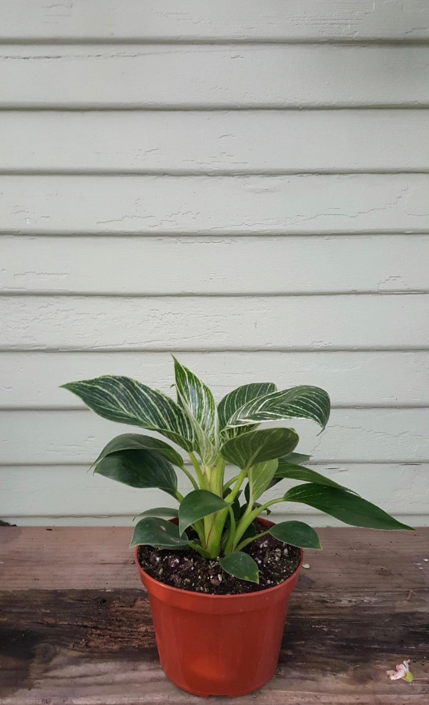 birken philodendron Philodendron Birkin
