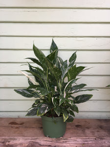 peace lily purchase Spathiphyllum