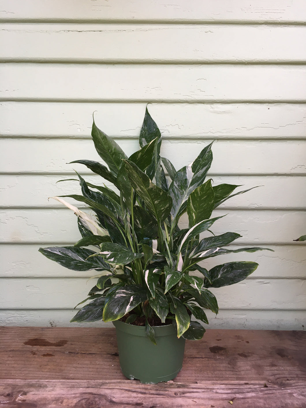 Spathiphyllum - Peace Lily Domino