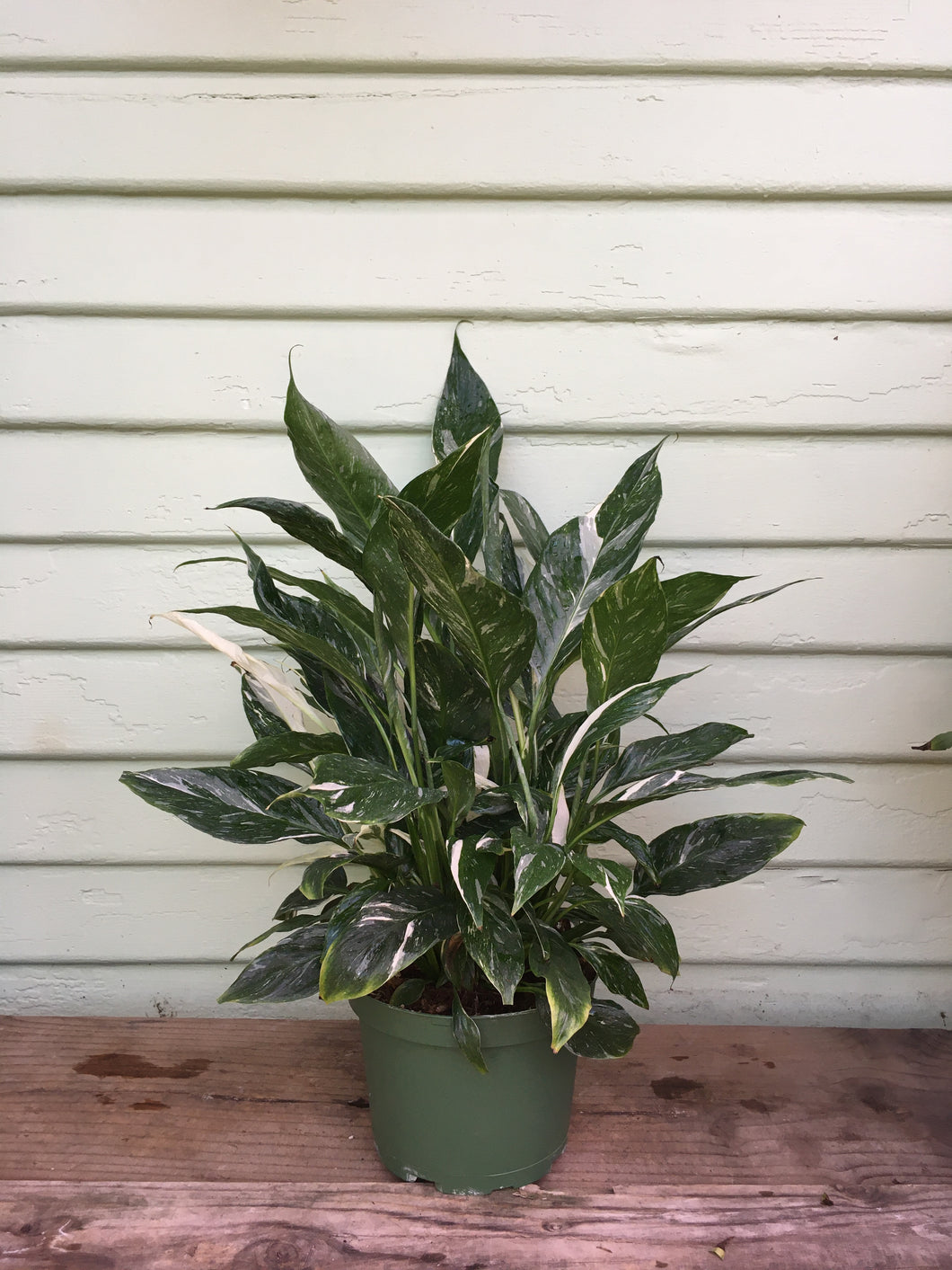 dasheen mosaic virus peace lily Spathiphyllum - Peace Lily Domino