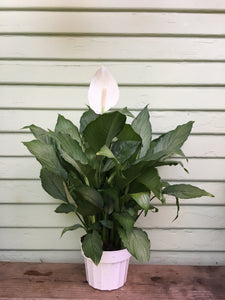 peace lily plant purchase Spathiphyllum