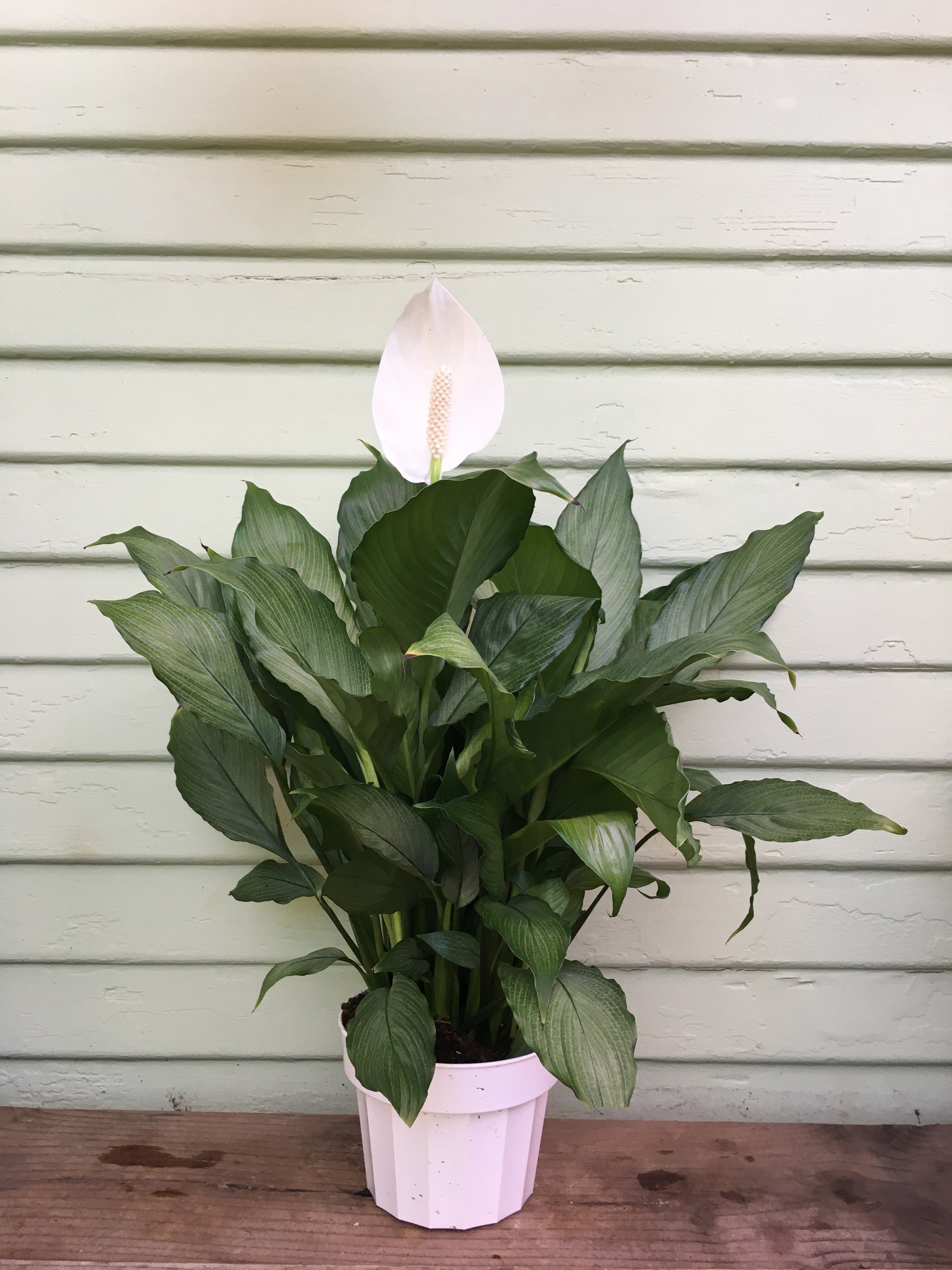 ghost peace lily Spathiphyllum