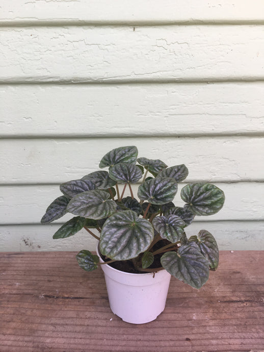 Peperomia Caperata  'Gray Ripple'