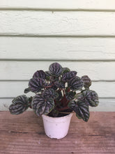Load image into Gallery viewer, Peperomia Caperata Luna &#39;Red Ripple&#39;