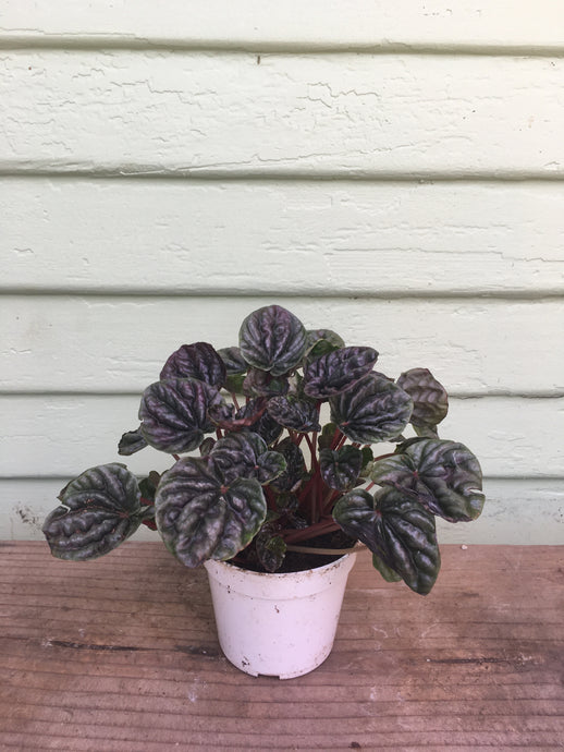 Peperomia Caperata Luna 'Red Ripple'