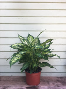 chinese evergreen vs dieffenbachia Dieffenbachia Compacta