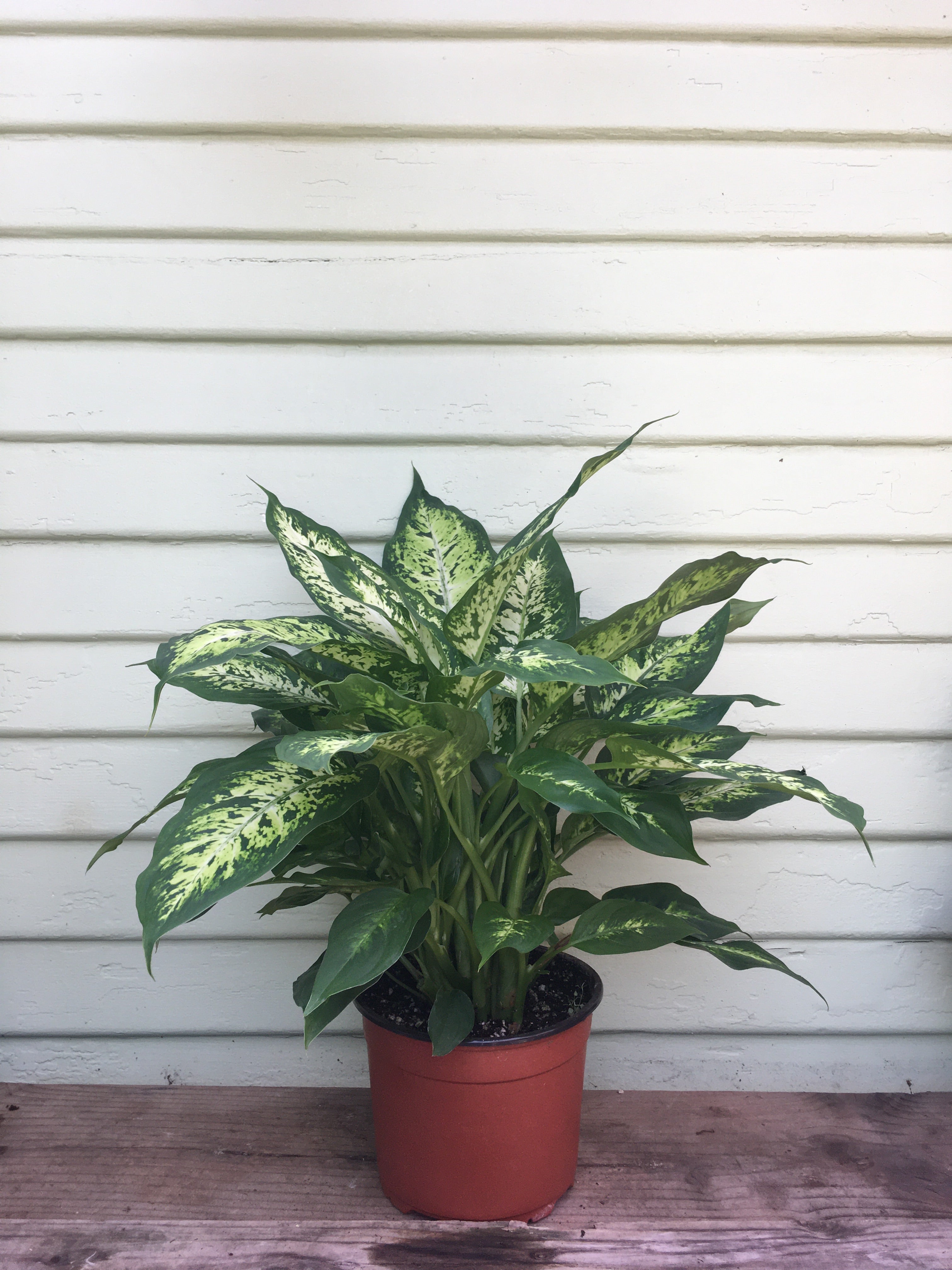 dieffenbachia compacta home depot Dieffenbachia Compacta