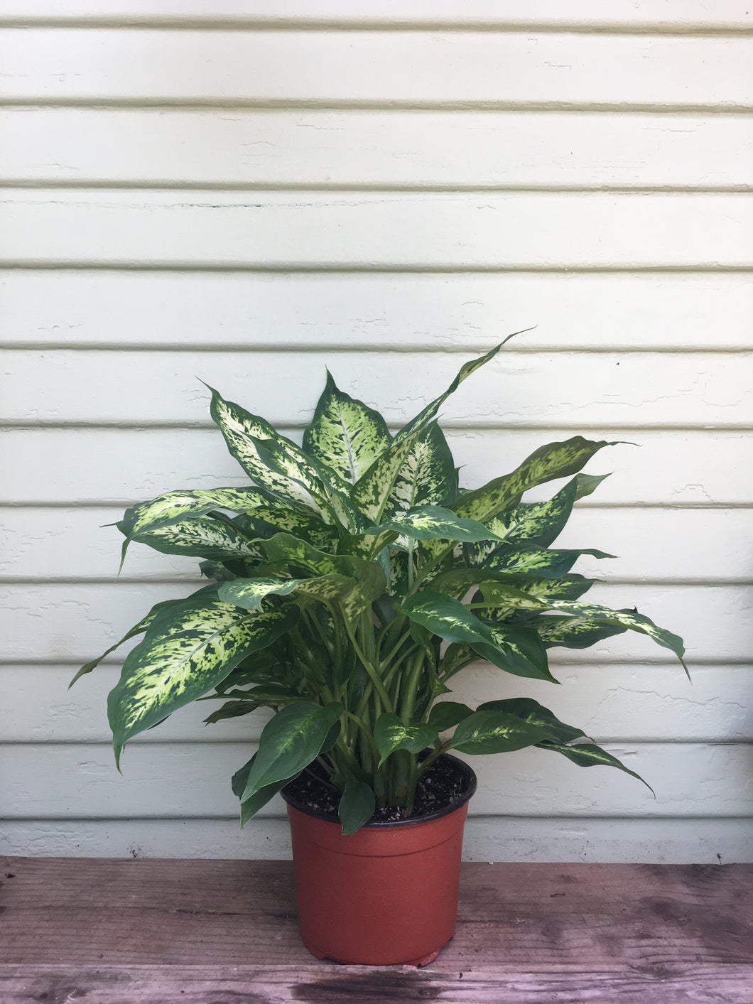 dieffenbachia history Dieffenbachia Compacta