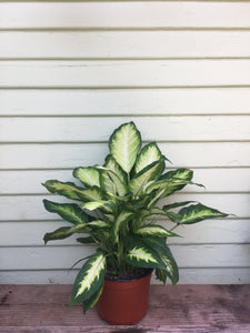 dieffenbachia for sale near me Dieffenbachia Camilla