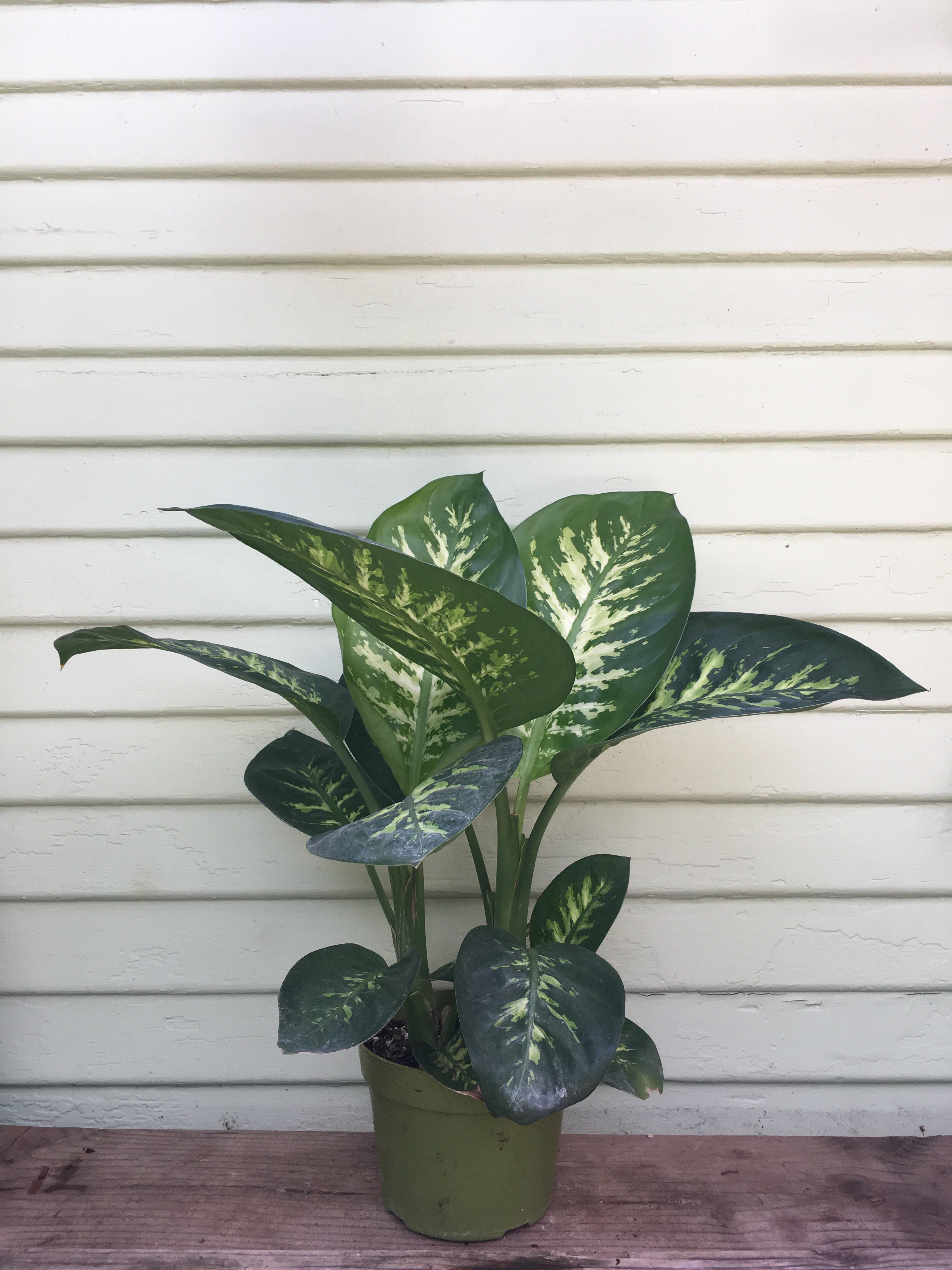 dieffenbachia picta plante dangereuse Dieffenbachia Tropic Snow