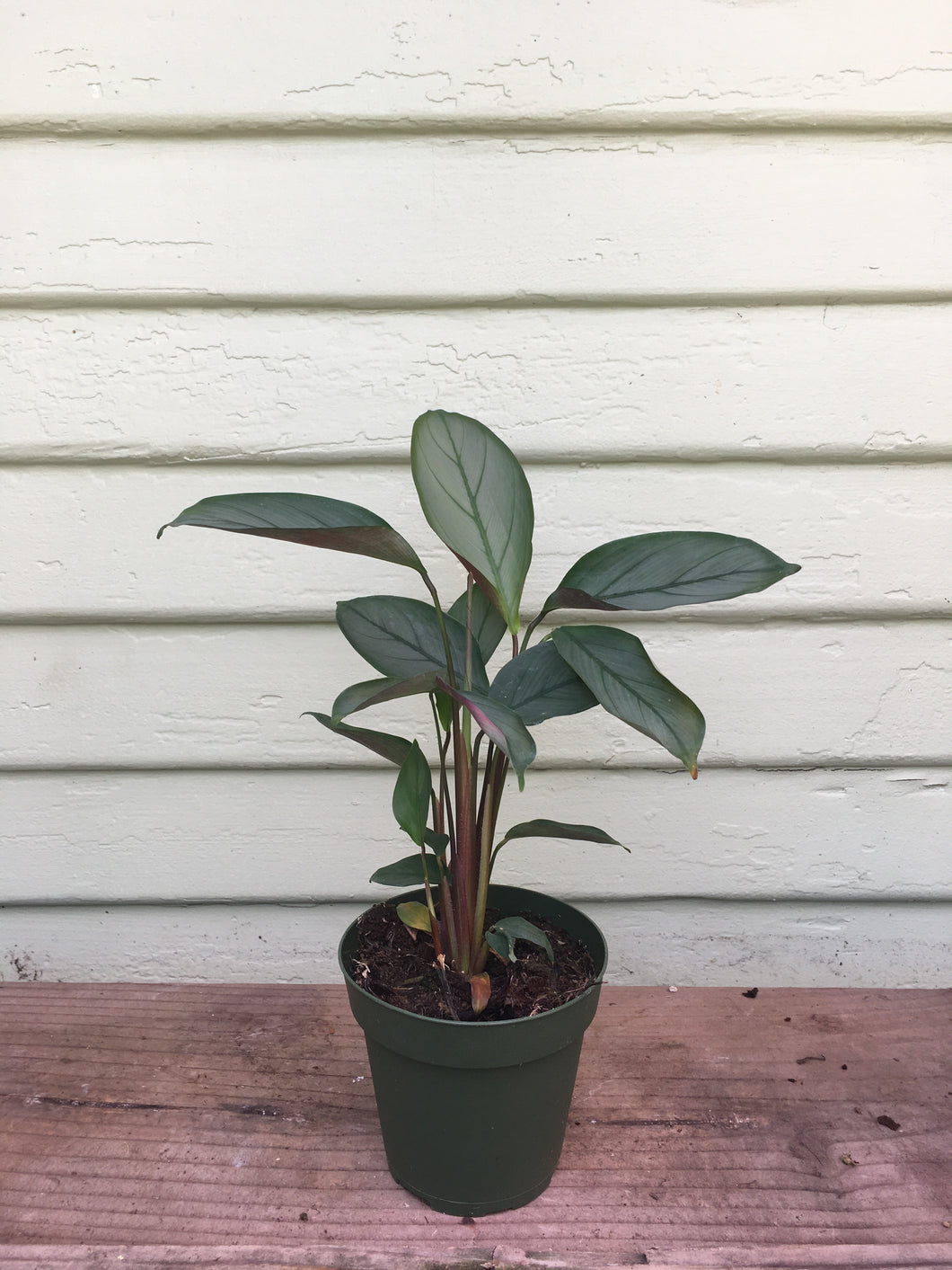 grey star indoor plant Calathea Jungle Cat