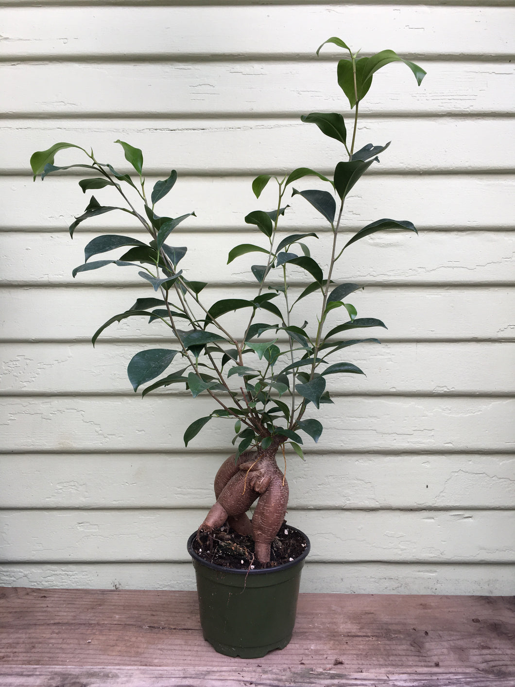 ginseng grafted ficus bonsai tree Ficus retusa - Ginseng