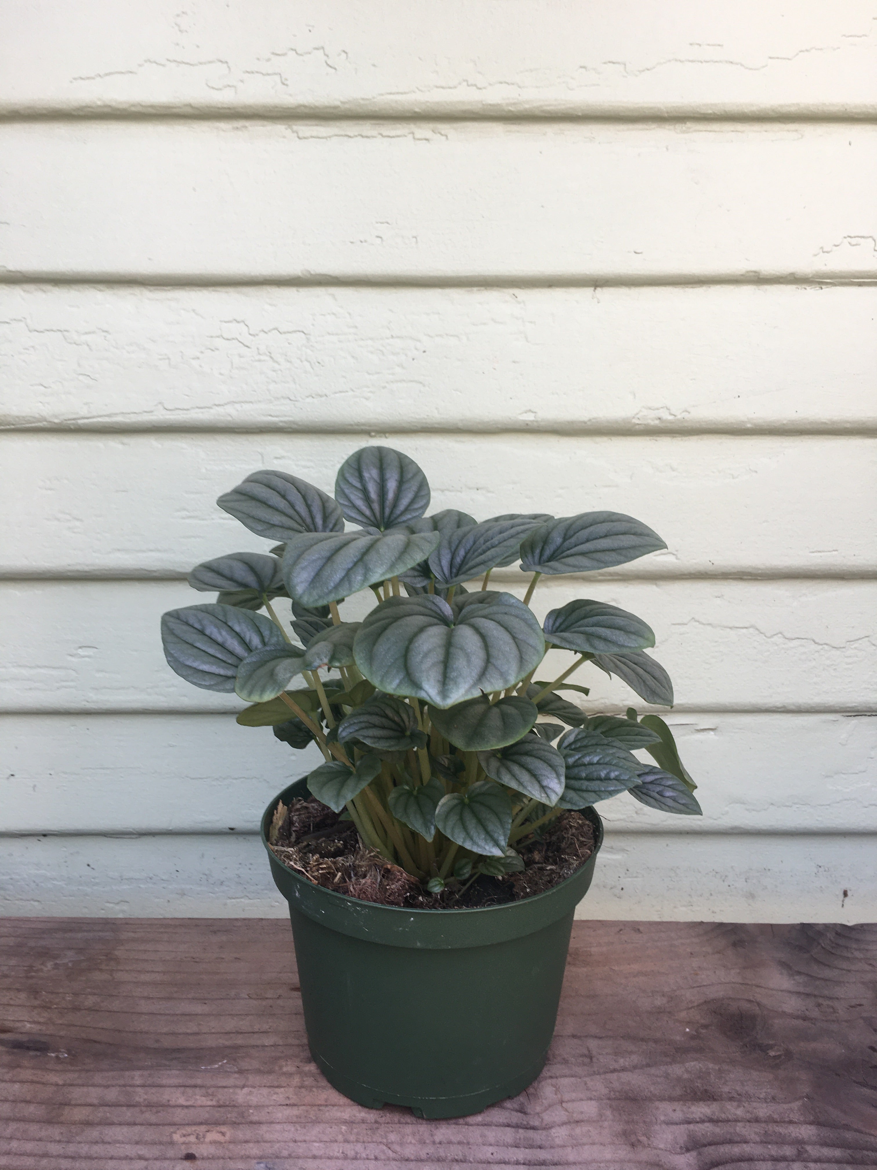 Peperomia Frost | Mickey Hargitay Plants