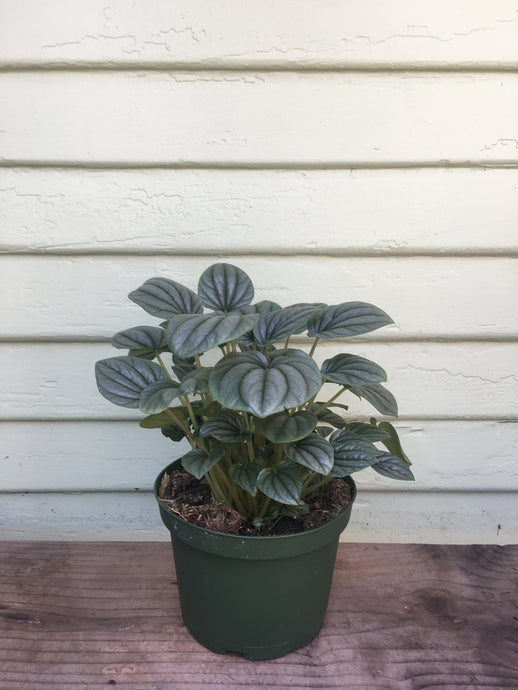 Peperomia 'Frost'