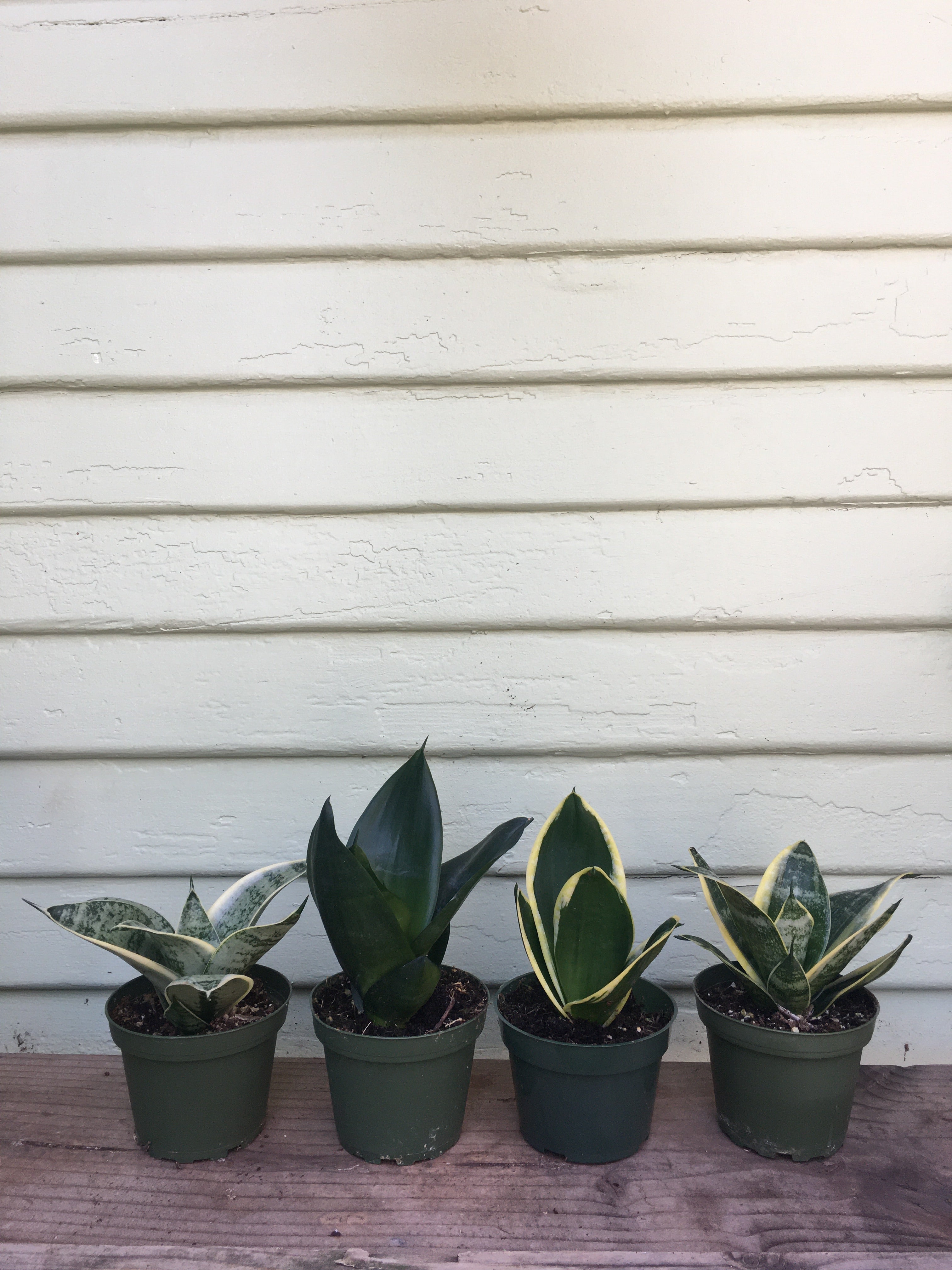 sansevieria starpower series Sansevieria STAR POWER