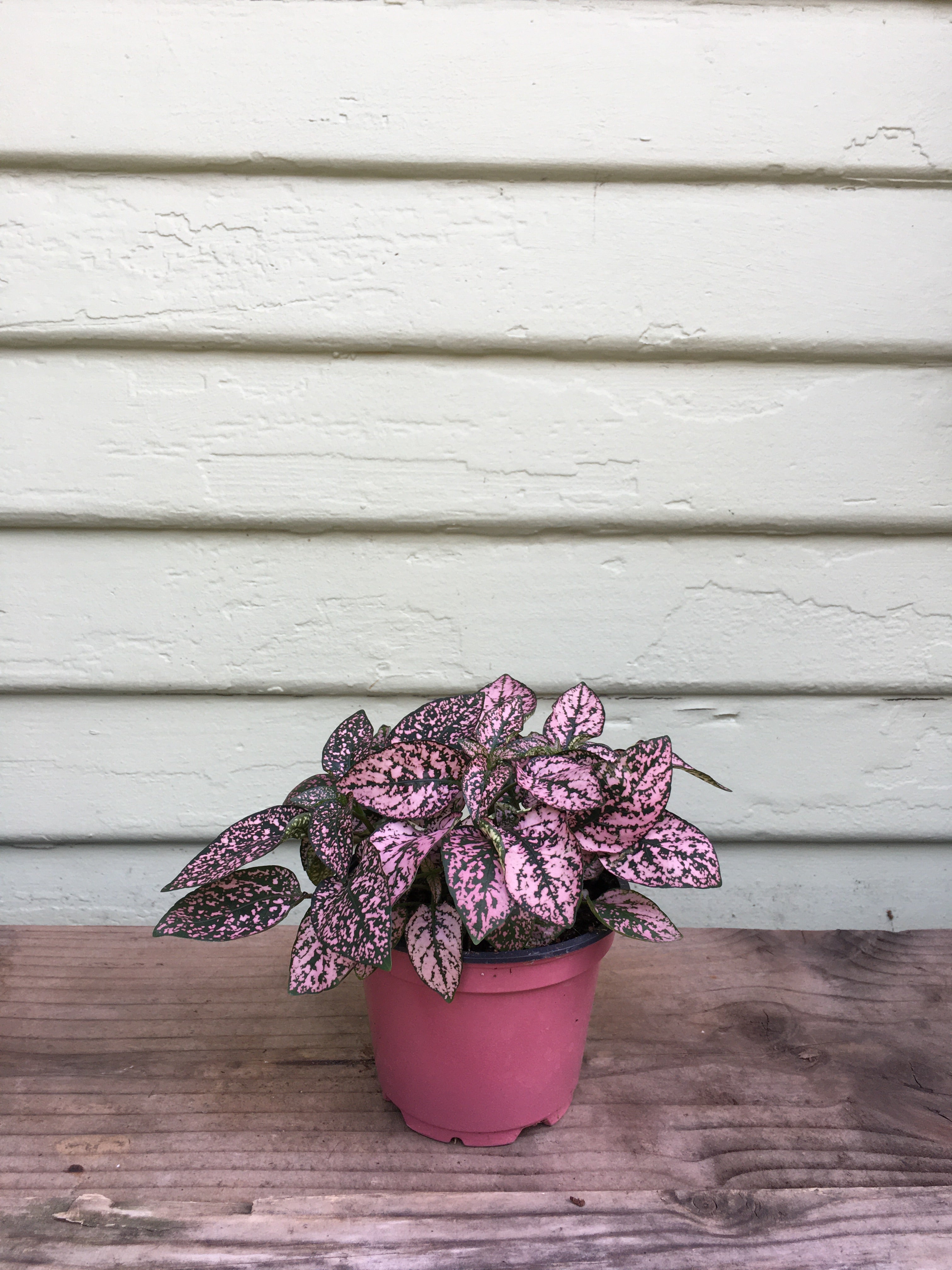 Hypoestes phyllostachya - Pink Plant | Mickey Hargitay Plants