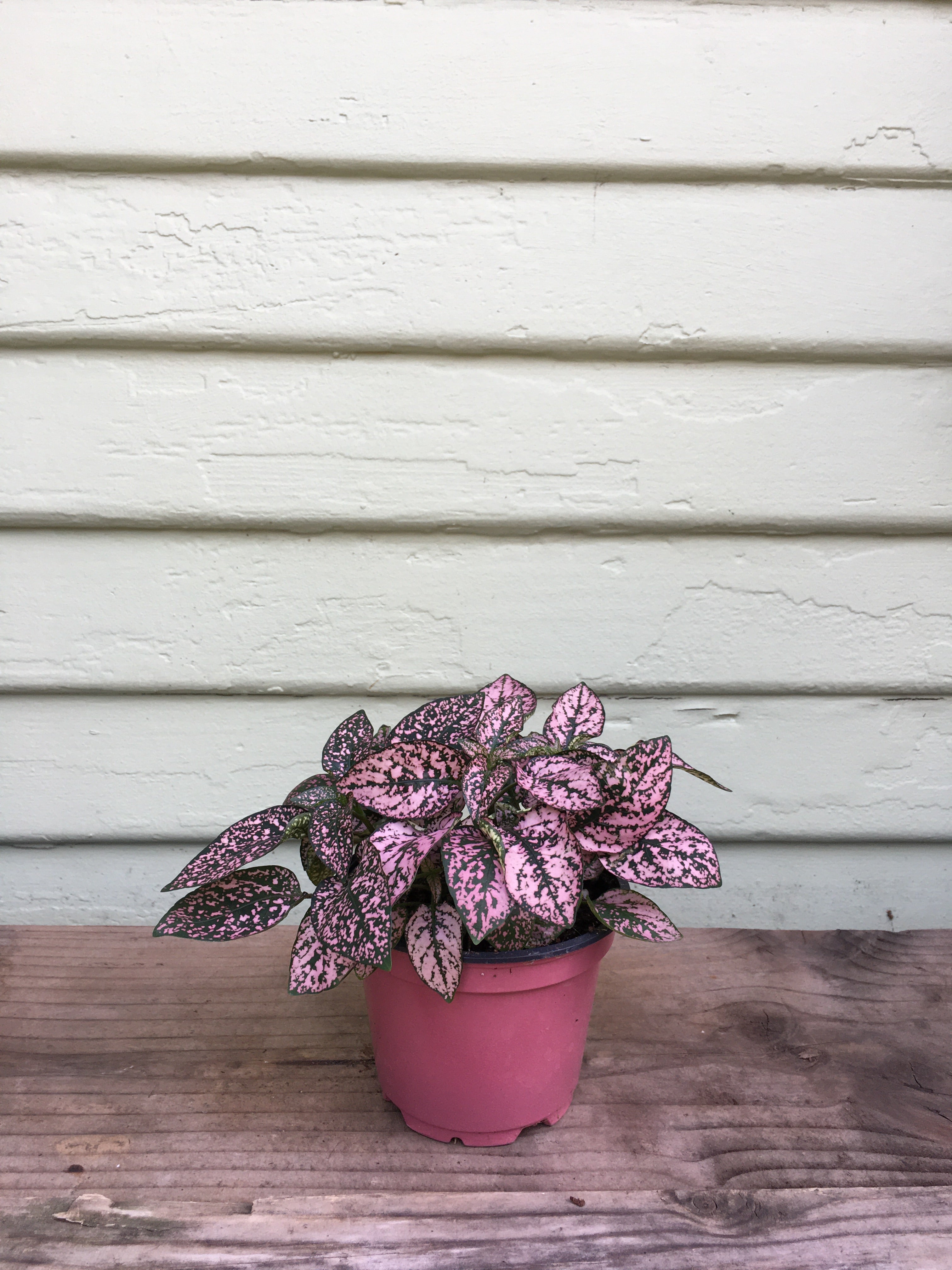 pink polka dot plant indoors Hypoestes phyllostachya - Pink Polka Dot Plant