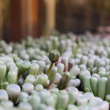 Load image into Gallery viewer, Baby Toes - Mickey Hargitay Plants