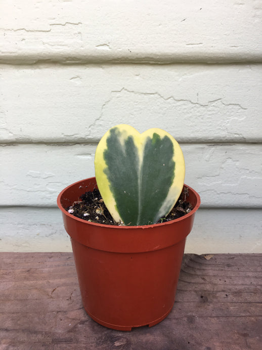 Hoya Kerrii Variegata