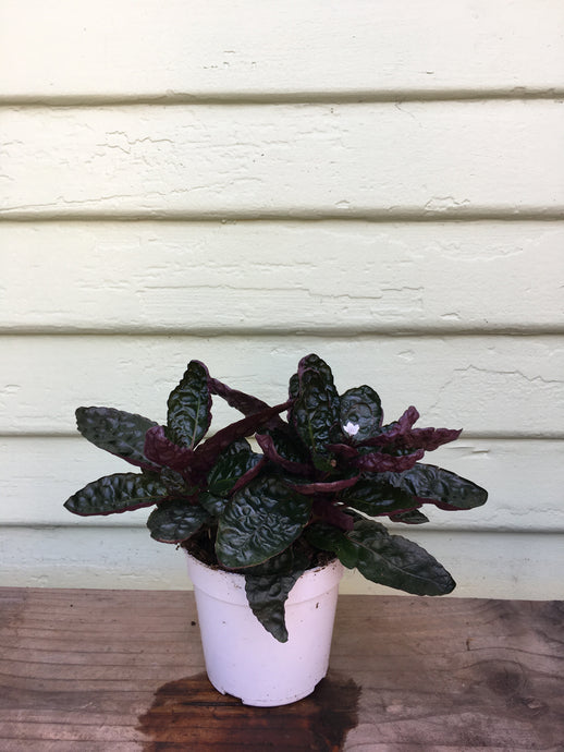 Hemigraphis - Purple Waffle Plant