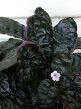 Load image into Gallery viewer, Hemigraphis - Purple Waffle Plant