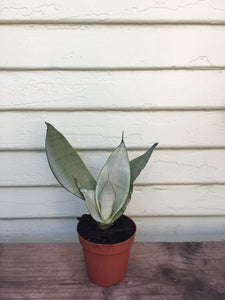 sansevieria trifasciata moonshine snake plant Sansevieria