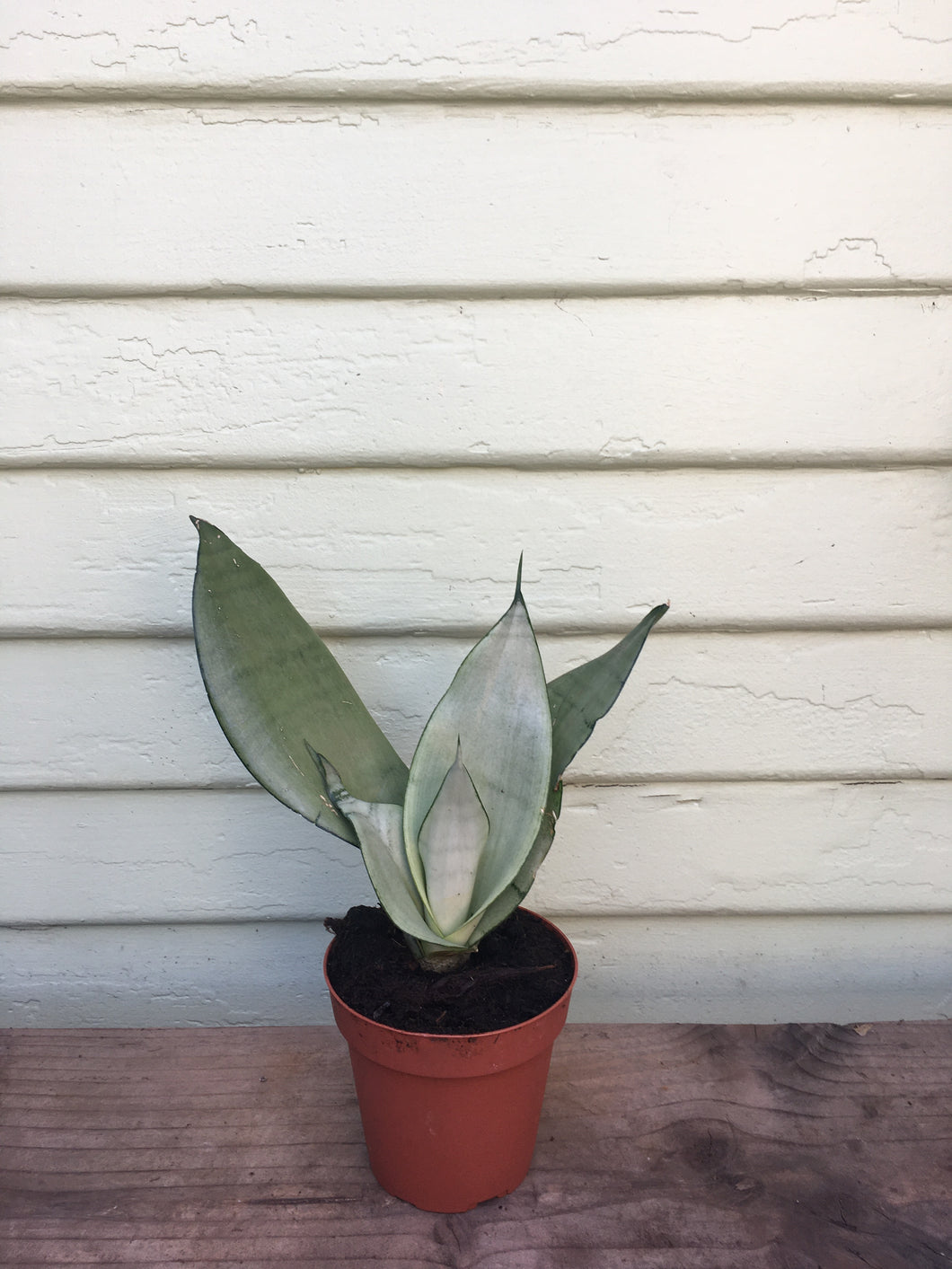 black moon sansevieria Sansevieria