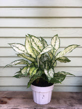 Load image into Gallery viewer, Chinese Evergreen - First Diamond