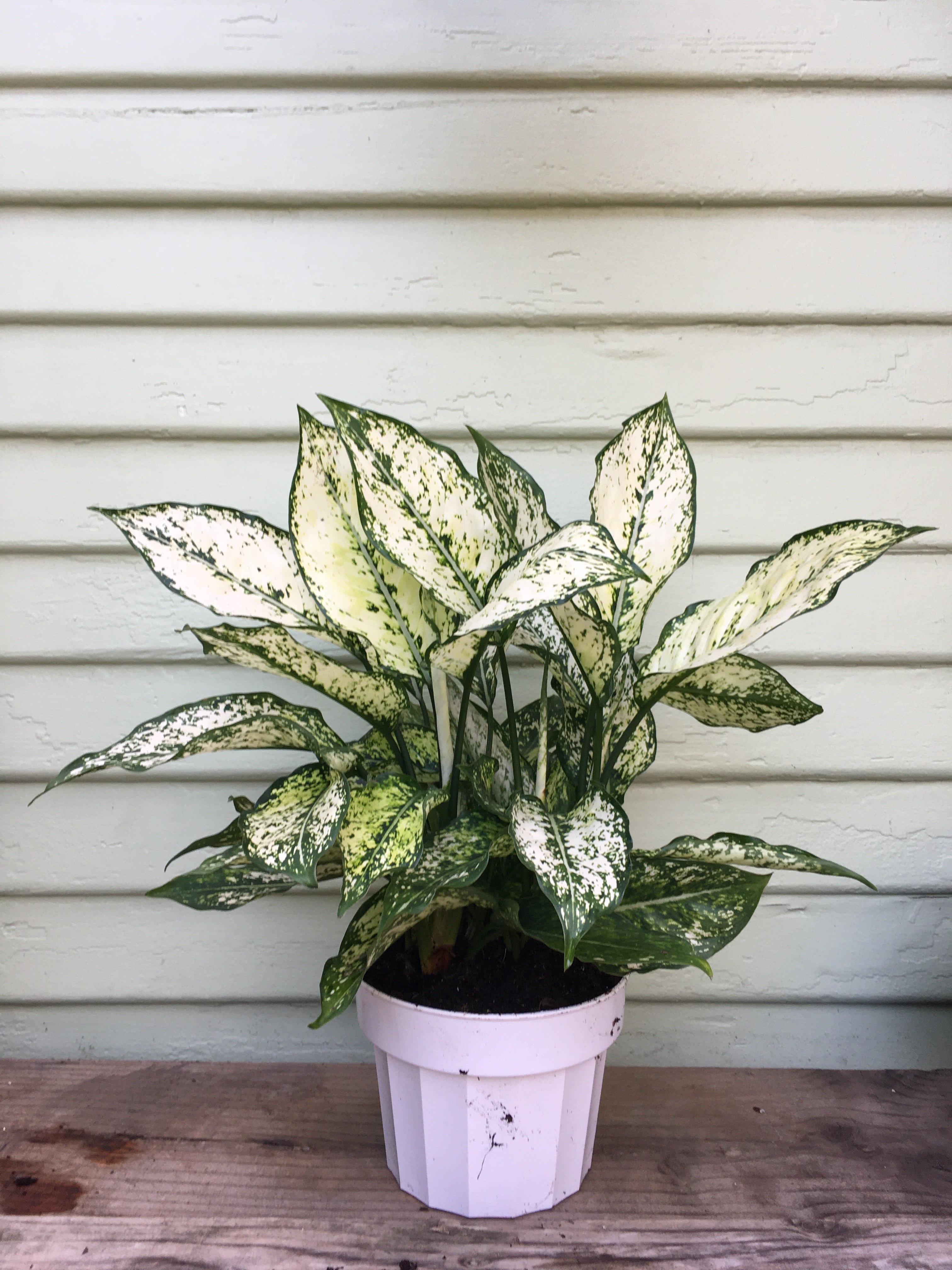 aglaonema cintho king Aglaonema | First Diamond