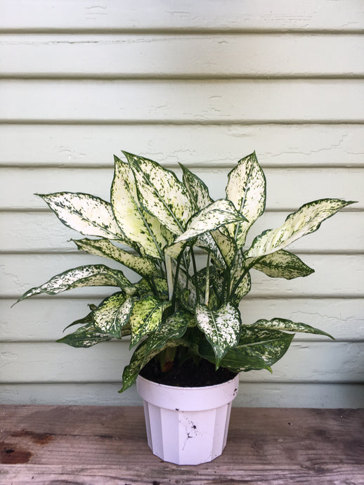 Chinese Evergreen - First Diamond