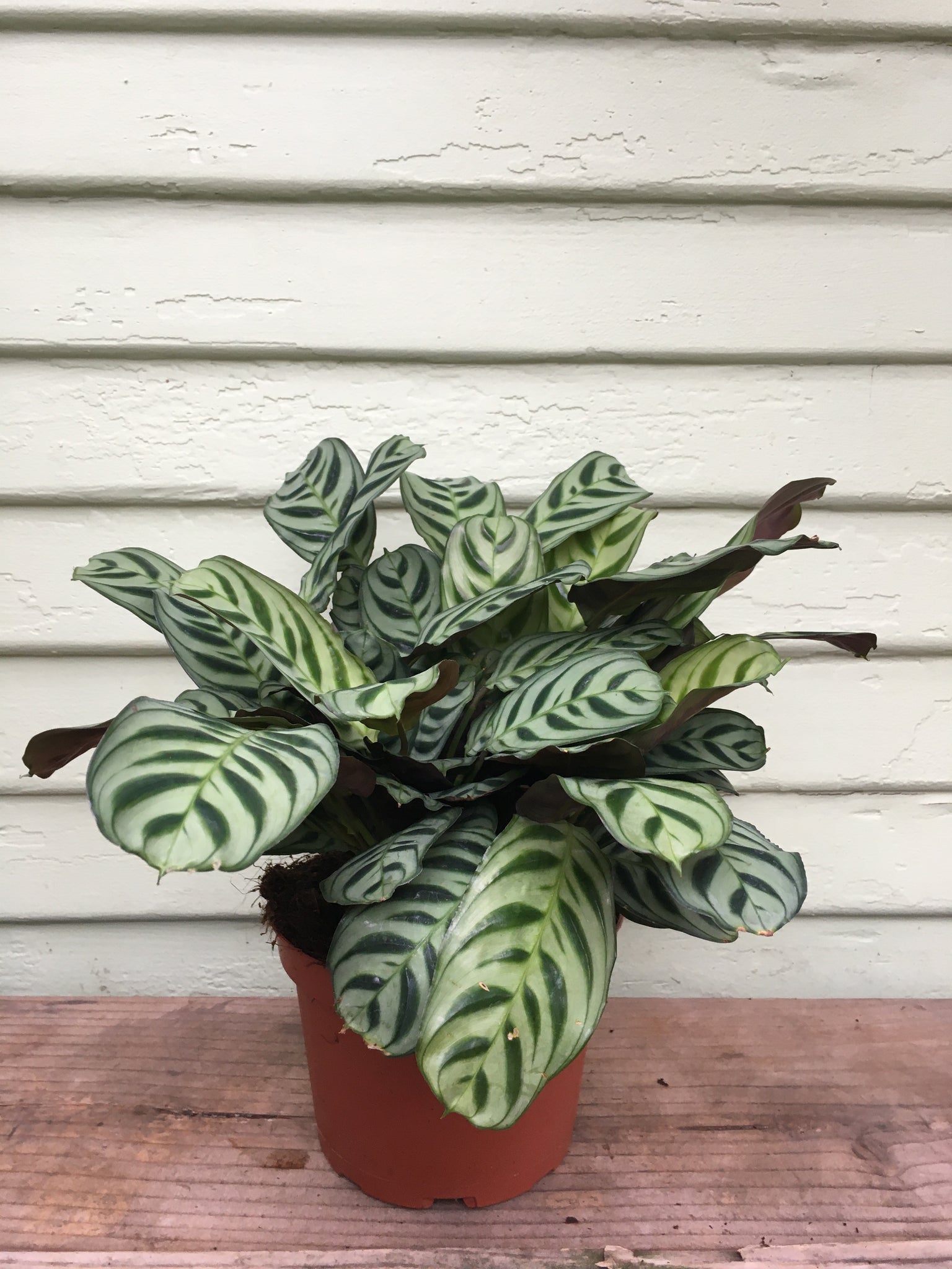 calathea burle marx prayer plant Calathea burle marx ️
