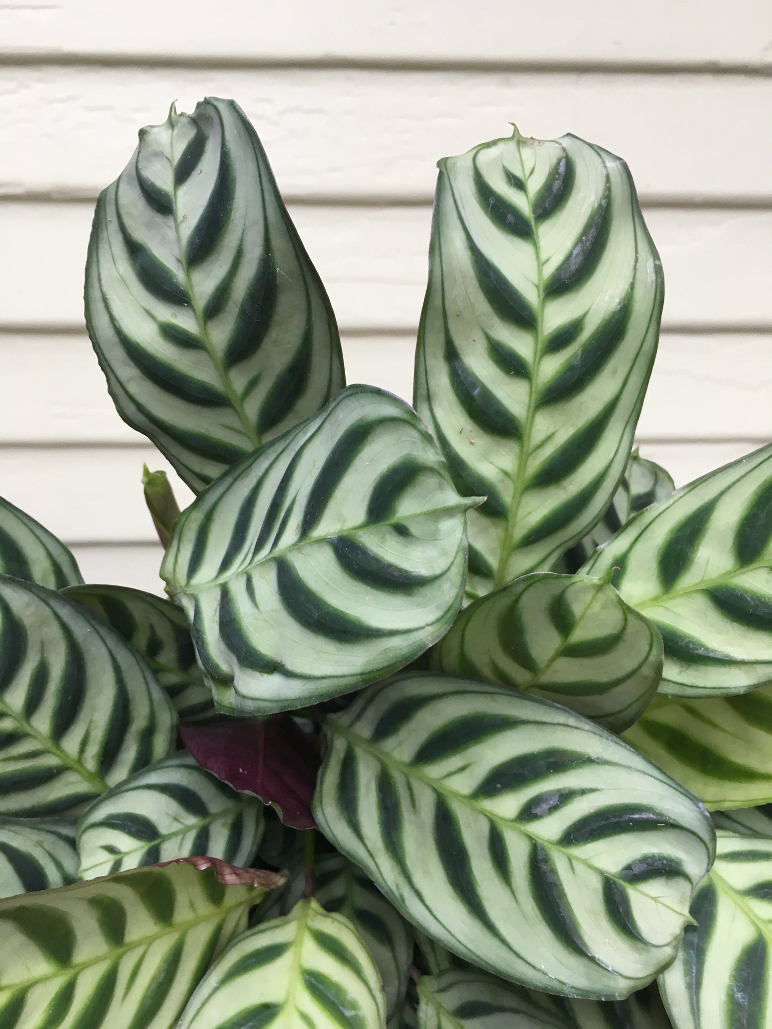burle marx calathea live plant in a 6 inch pot Calathea Burle Marx