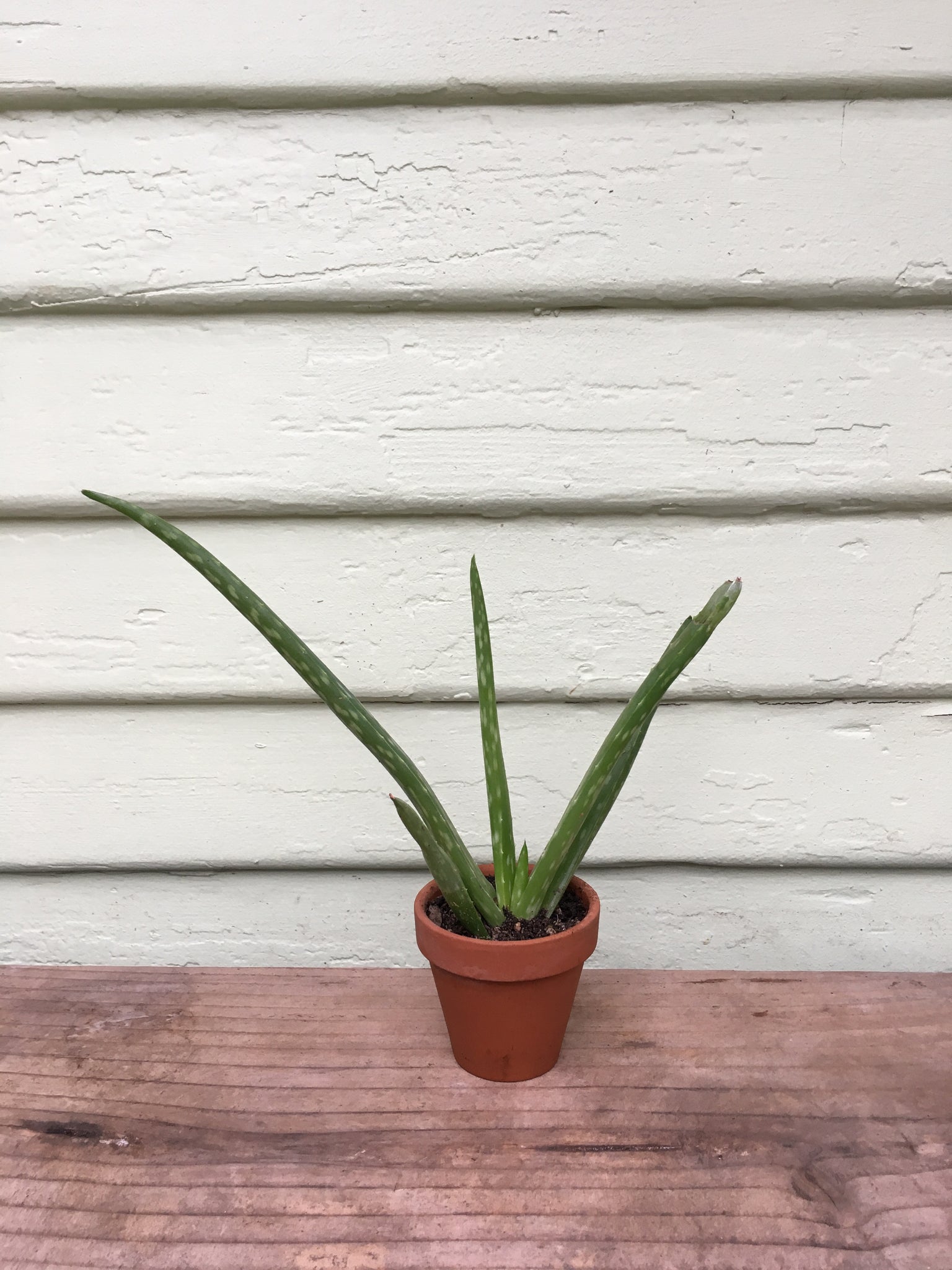 buy mature aloe vera plant Aloe barbadensis - Aloe Vera