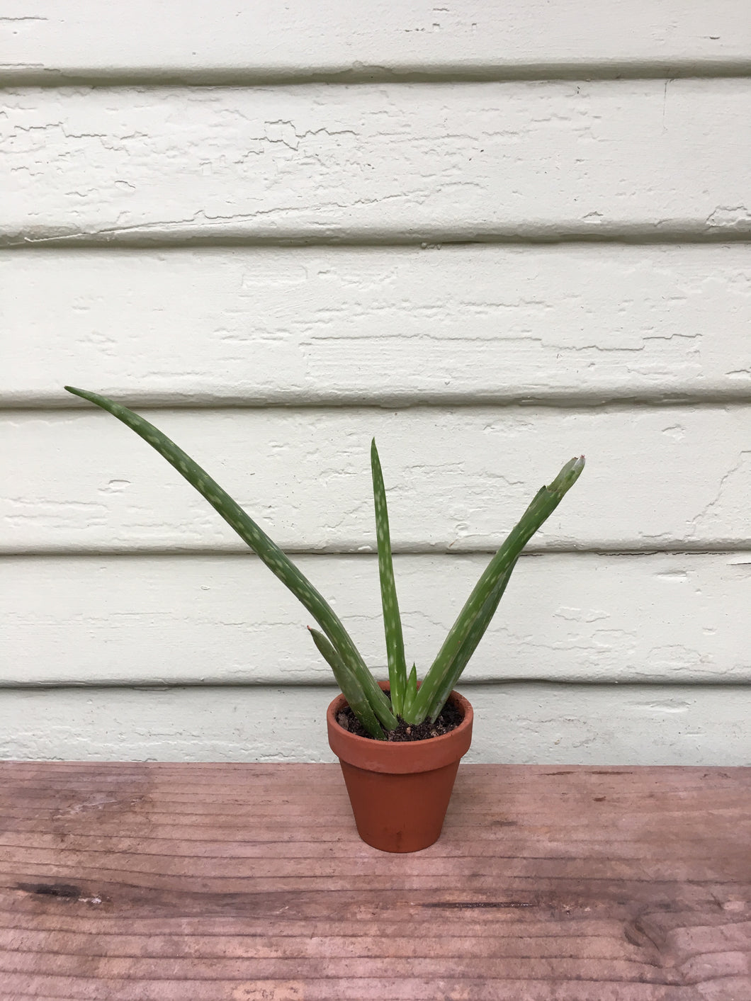 aloe vera plant walmart Aloe barbadensis - Aloe Vera