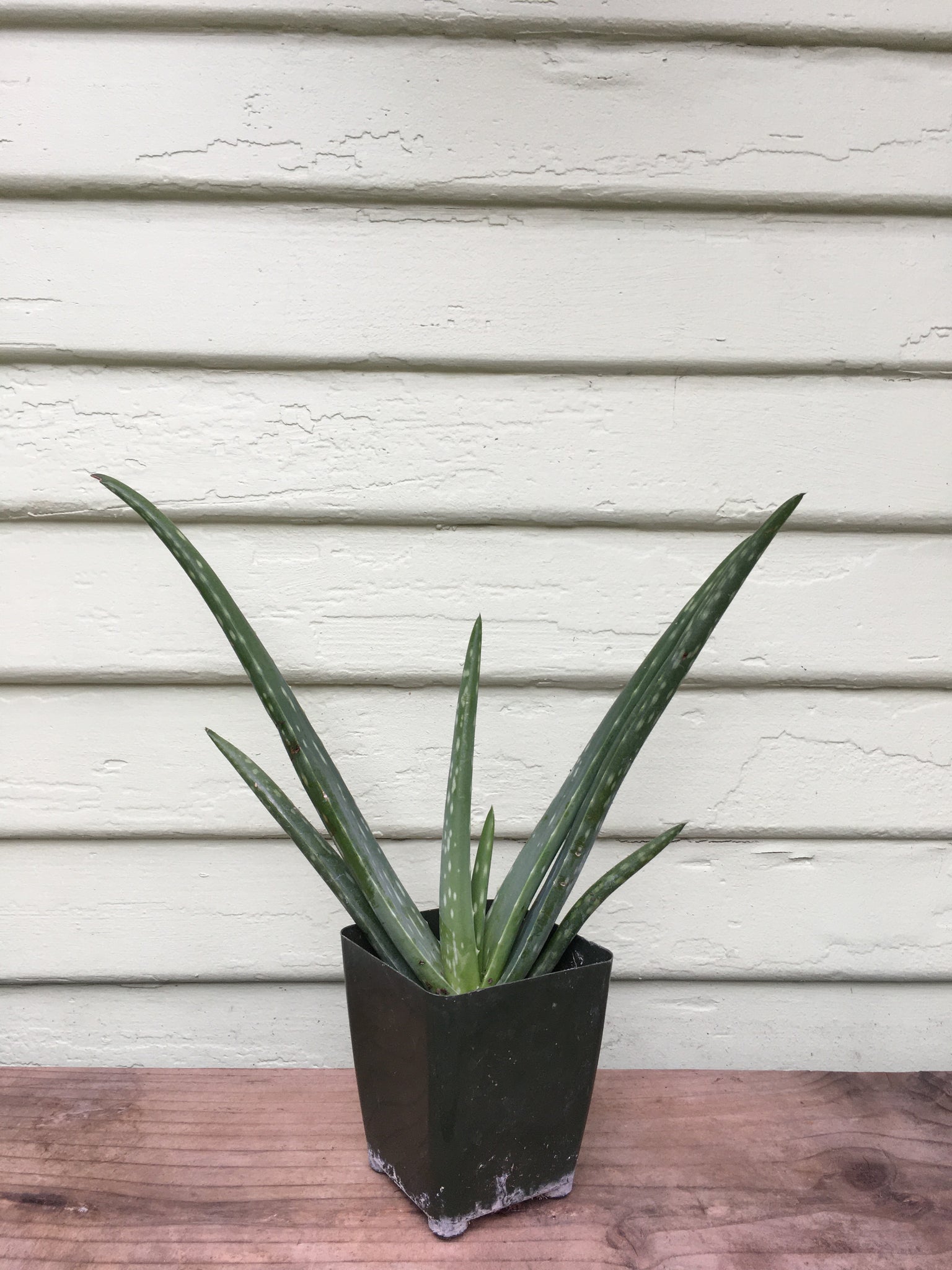 full grown aloe vera plants for sale Aloe barbadensis - Aloe Vera