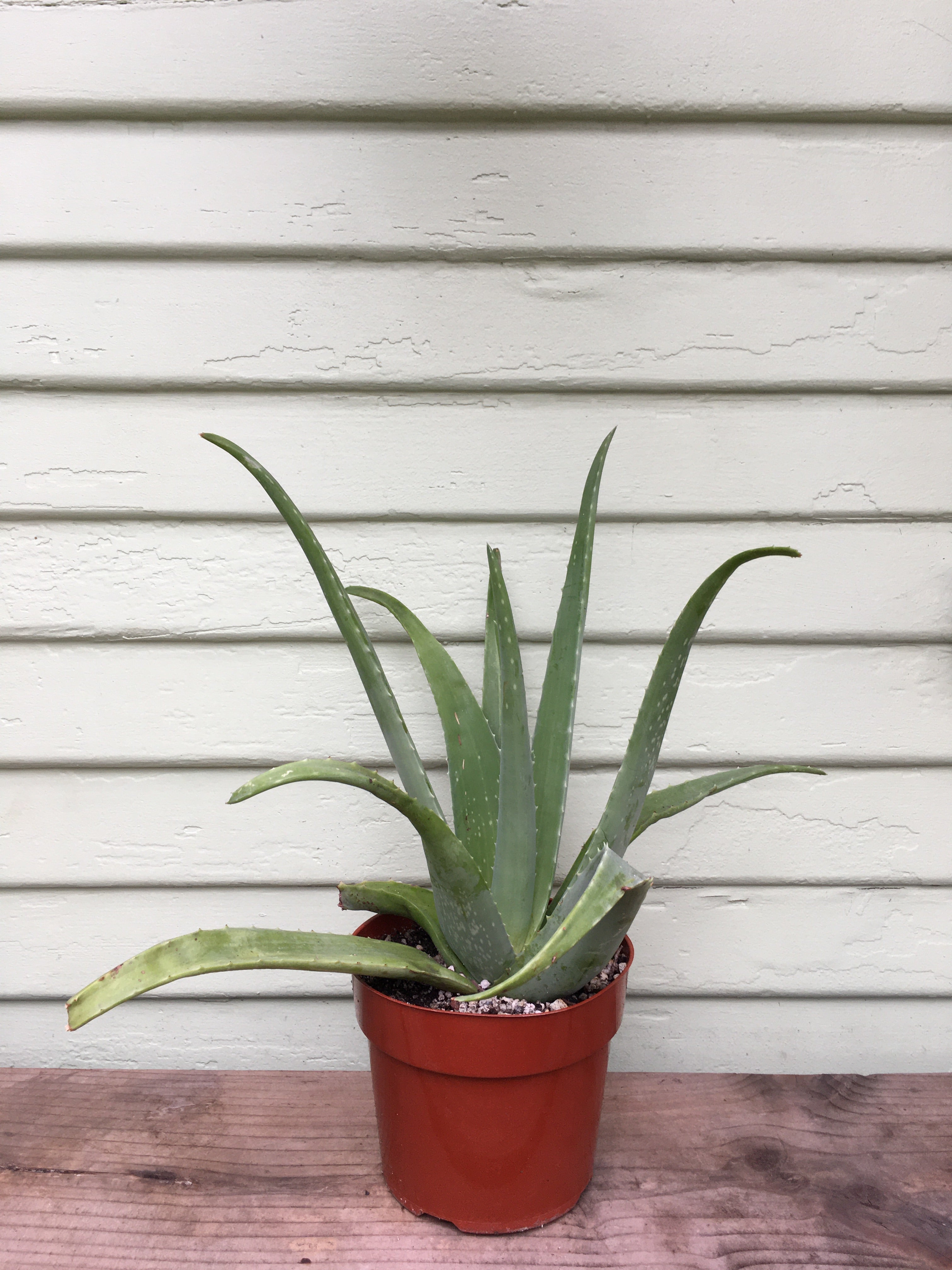 aloe vera plant big Aloe barbadensis - Aloe Vera