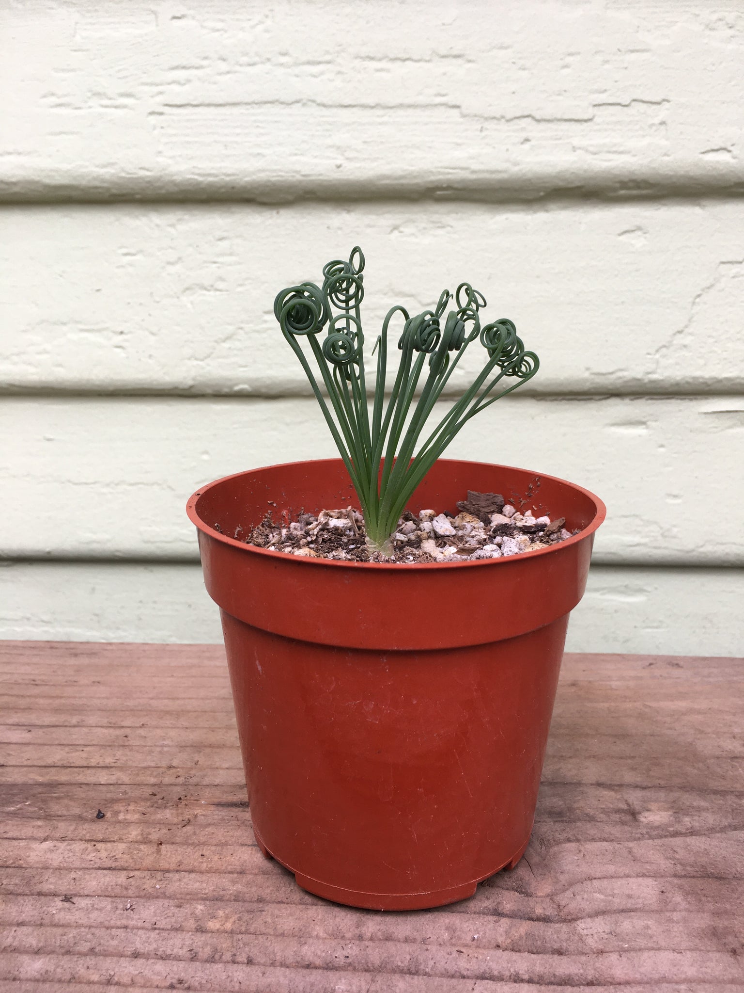 frizzle sizzle succulent for sale Albuca Spiralis - Frizzle Sizzle Plant