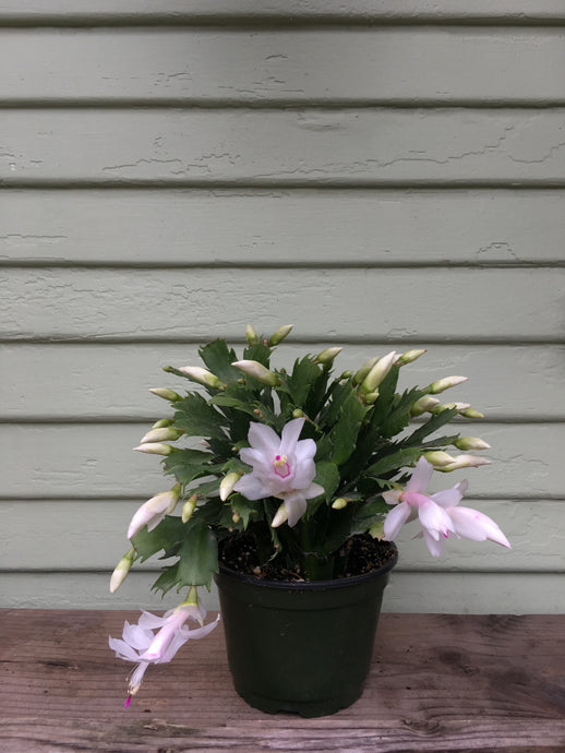 Christmas Cactus