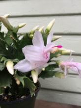 Load image into Gallery viewer, Christmas Cactus