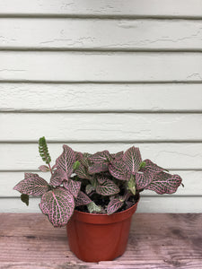 fittonia plant Fittonia albivenis - Nerve Plan
