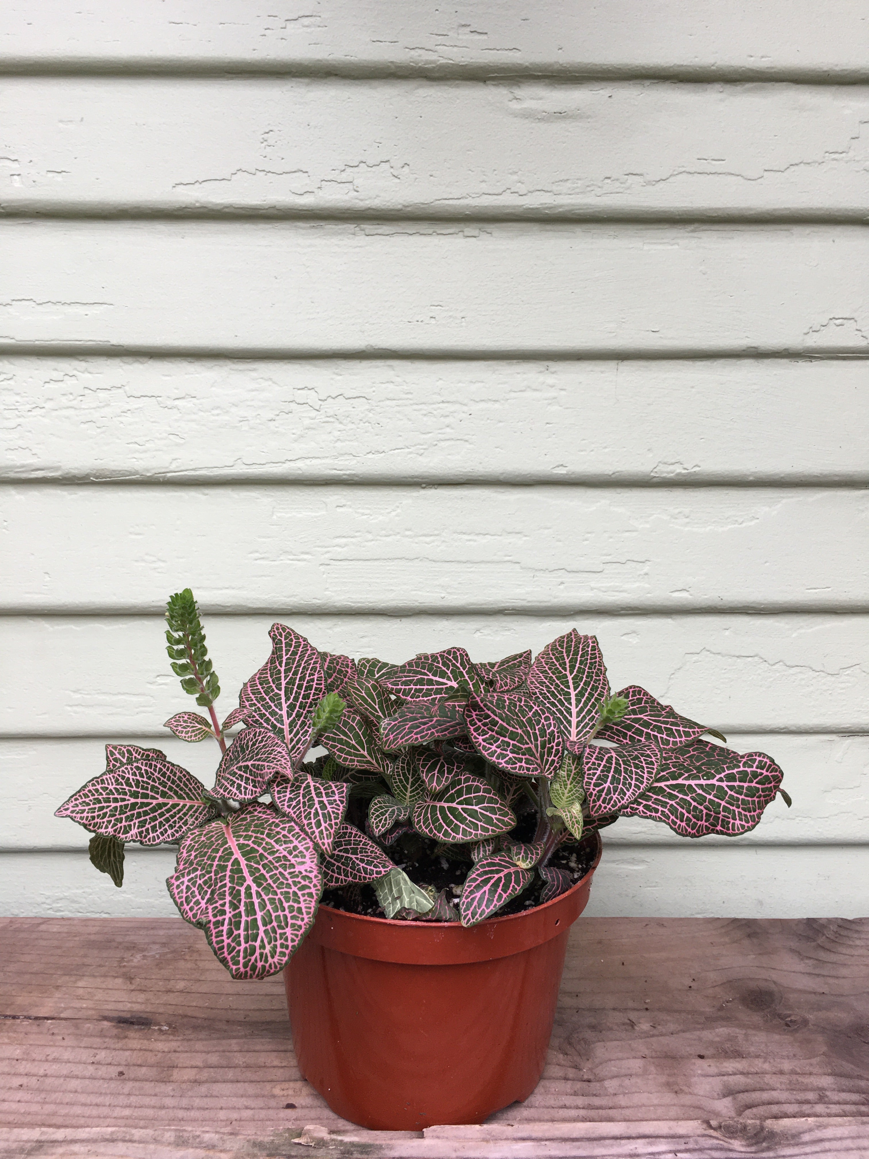 fittonia plant seeds Fittonia albivenis - Nerve Plan