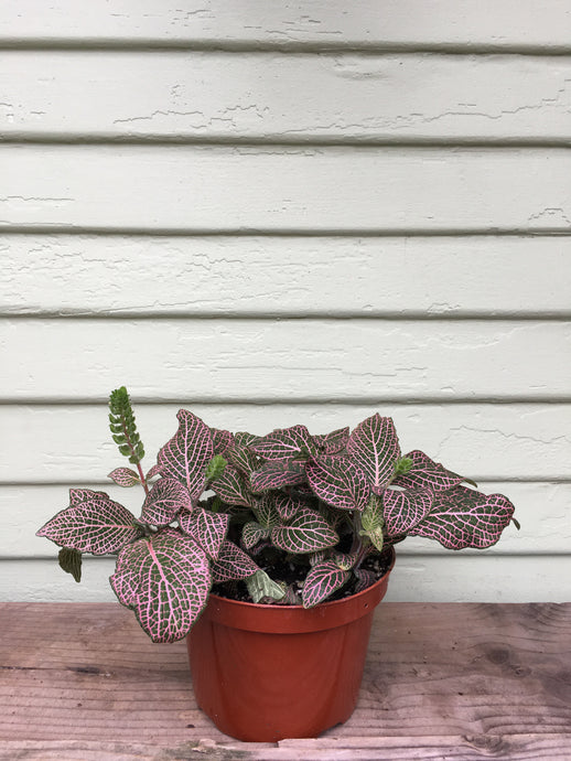 Fittonia - Nerve Plant