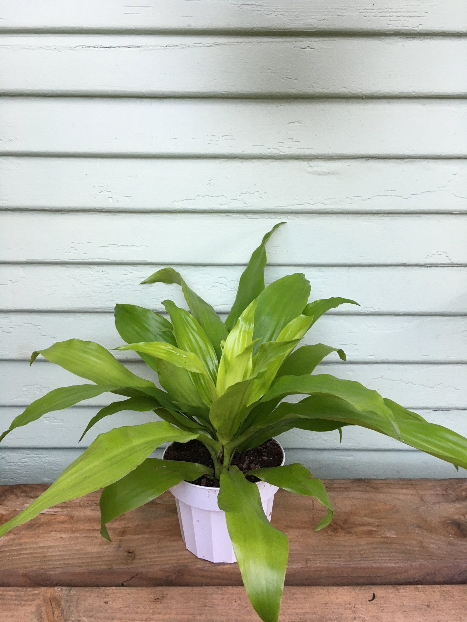limelight dracaena plant care Dracaena Limelight