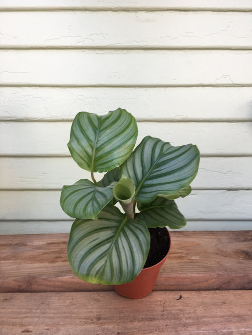 Calathea orbifolia