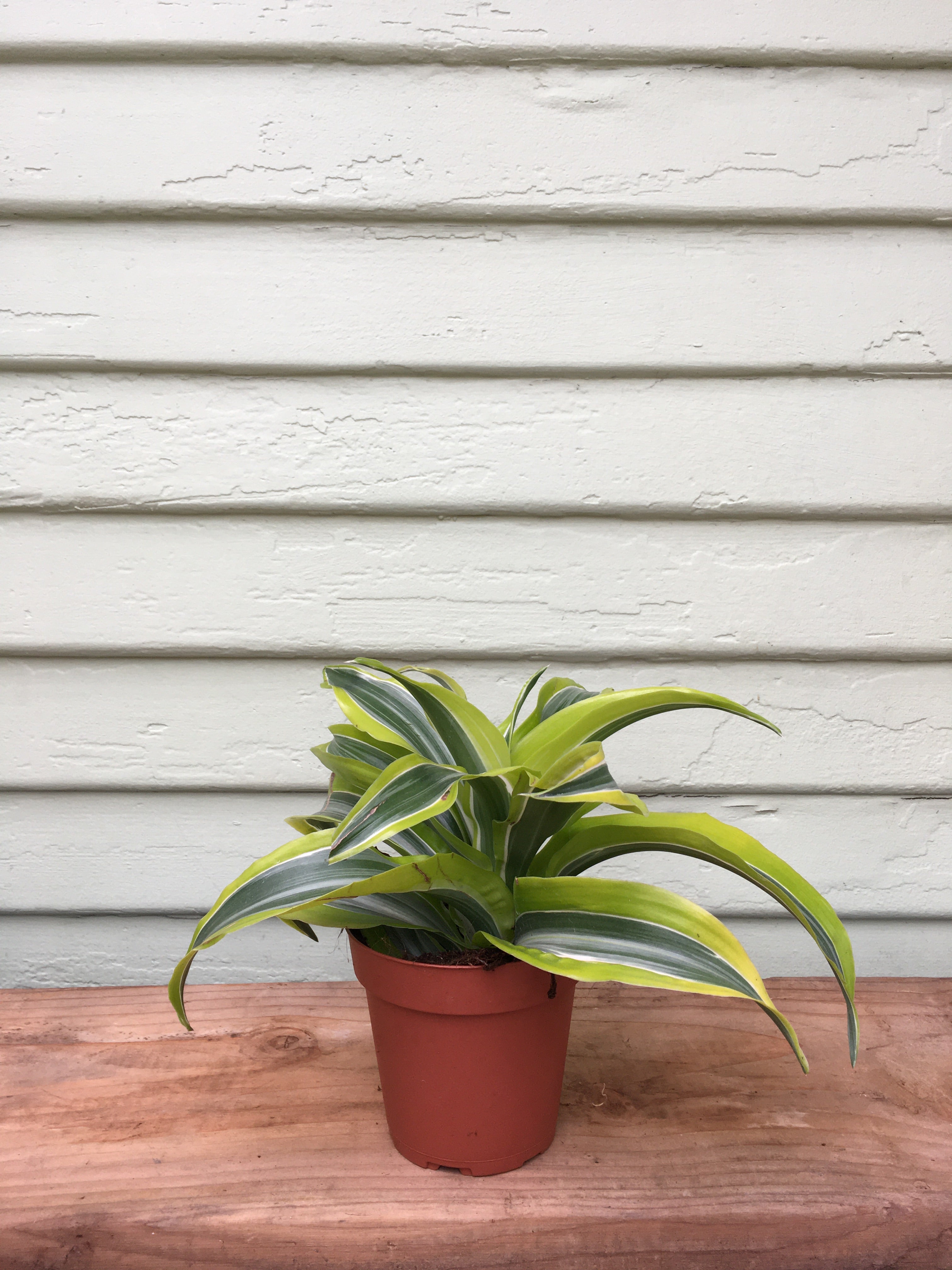 dracaena surprise Dracaena Lemon Surprise