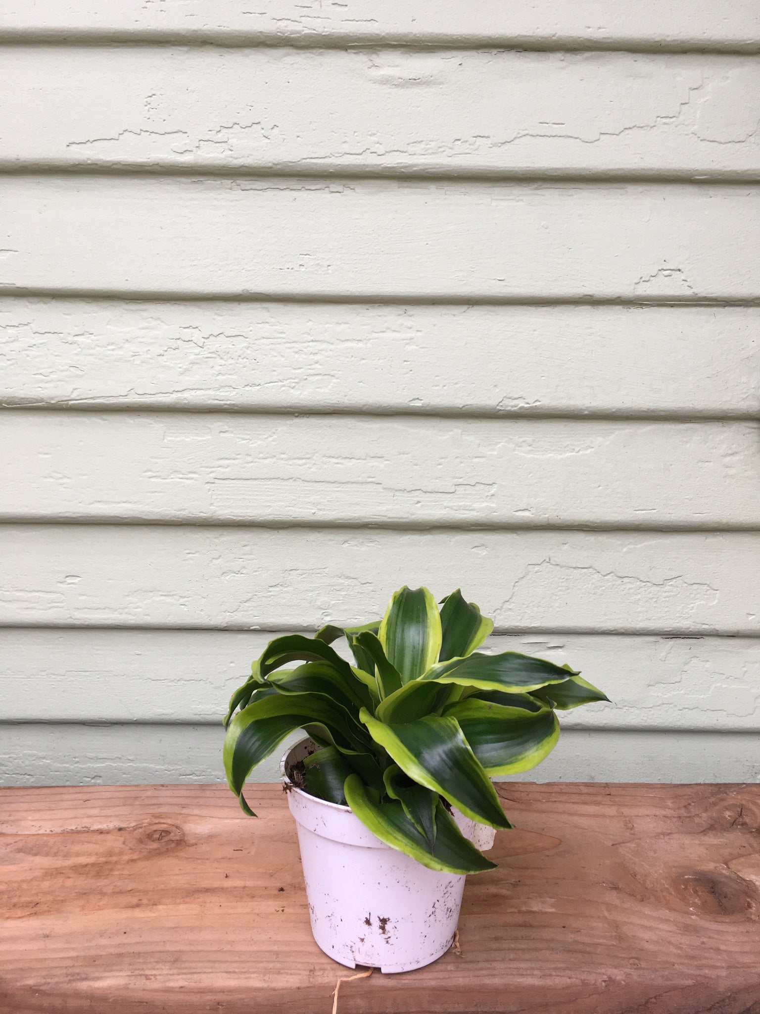 dracaena tornado full grown Dracaena fragrans 'Tornado'