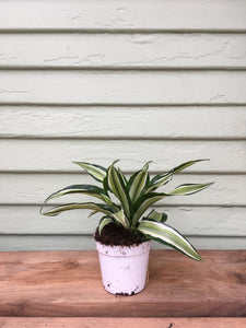 dracaena malaika Dracaena malaika