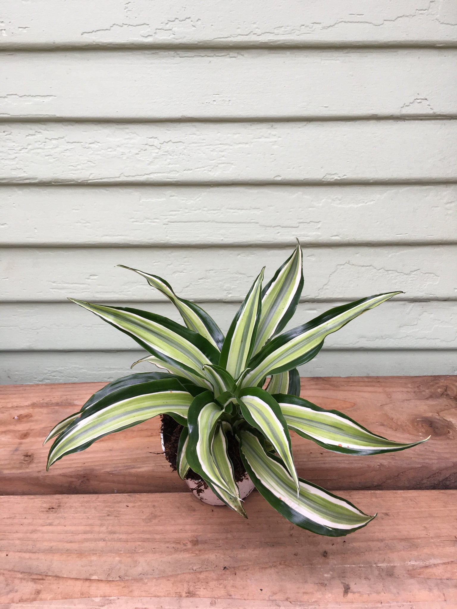 dracaena malaika dragon Dracaena malaika