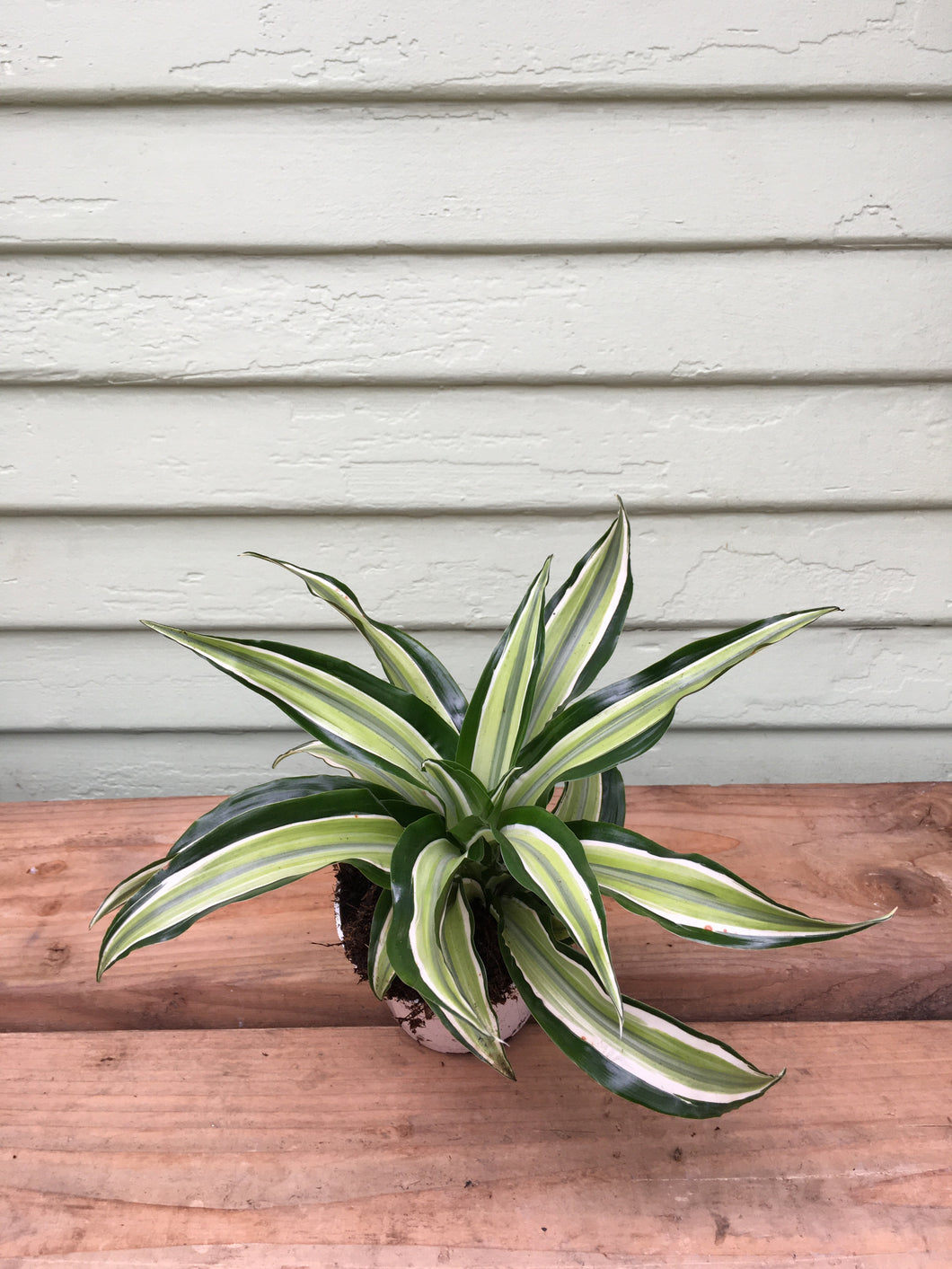 dracaena malachite Dracaena malaika