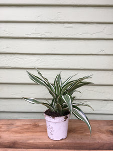 dracaena kopen Dracaena kanzi
